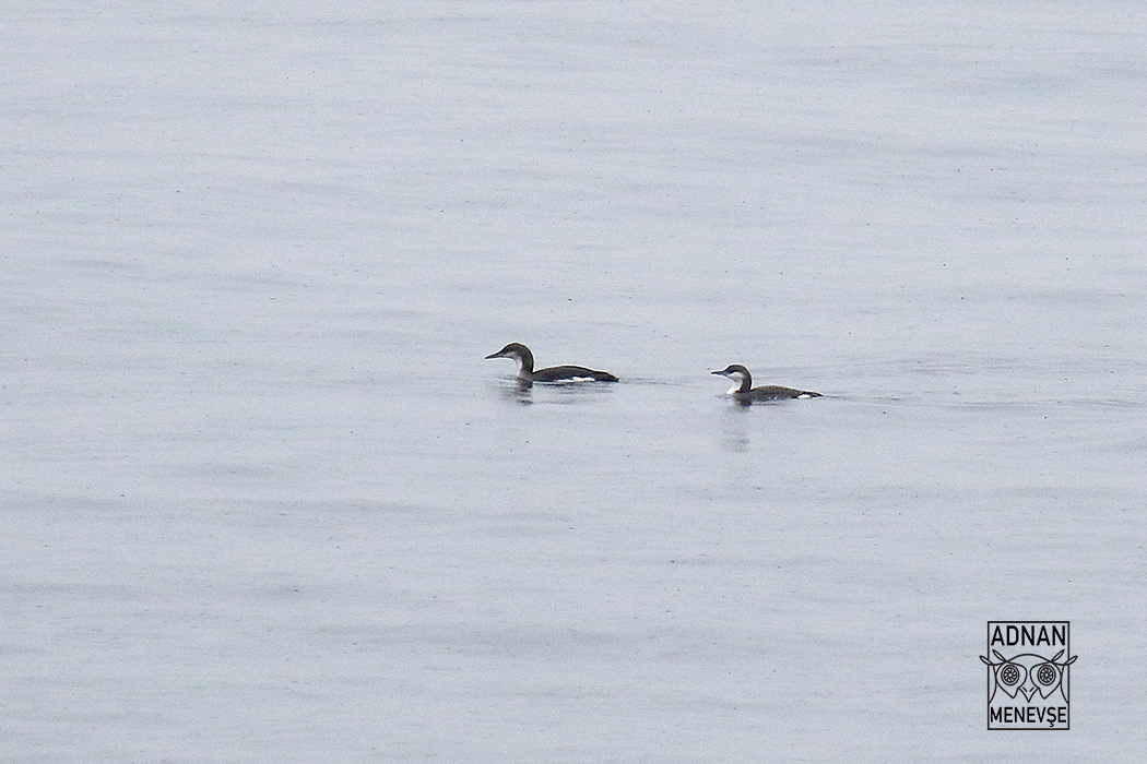 Arctic Loon